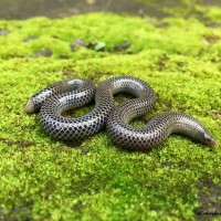 Rhinophis philippinus Cuvier, 1829